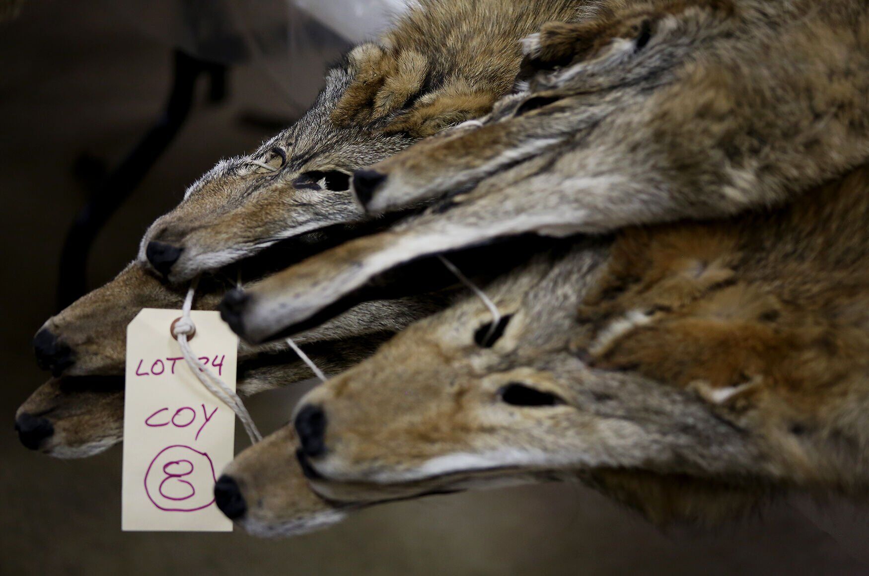 Coyote furs lie on a table before being auctioned off at the Missouri Trappers 2022 Fur Auctions.